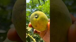 fresh ripe mango