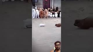 #cute #pets #funny #animals #cat #dog #rabbit #babygoat #goat #donkey