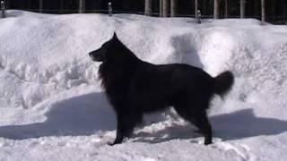 Belgian Shepherd Groenendael Timber avstandstrening