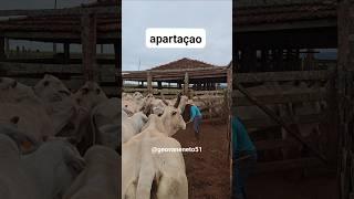 Apartando a vacada da bezerrada para evitar de machucar e facilitar o nosso trabalho #gado #agro