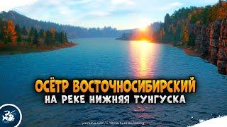 Русская Рыбалка 4 - Осетр восточносибирский. р. Нижняя Тунгуска