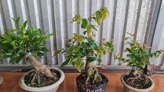 29/50368.79.79.89BÌNH LỢI, NHƯ Ý, NHỊ NGỌC TOÀN, CÚC CAM