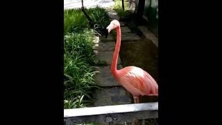 The dance of the pink flamingo