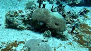 Dominican Republic Diving: Catalina Island -  Wall & Aquarium Dives 6-6-18