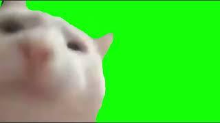 Cat Vibing - Green Screen