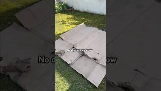 No dig, mini wildflower meadow! Tiny Garden? No Problem!  #nodig  #cottagegarden #minigarden