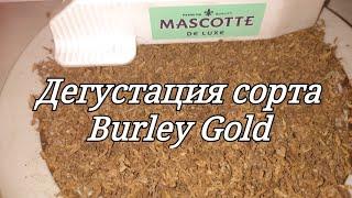 Дегустация сорта табака Burley Gold ( Берли голд )