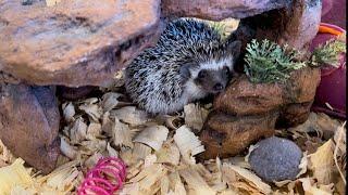 Otsego Hedgehogs Delilah