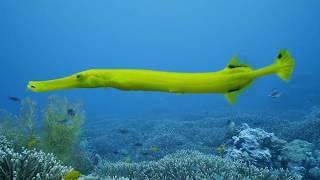 Why I Dive