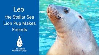 Leo the Steller Sea Lion Pup Makes Friends