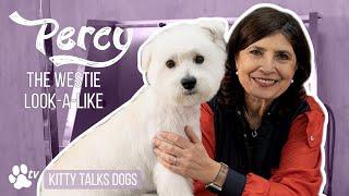 Kitty Talks Dogs - Percy The Westie Look-a-like