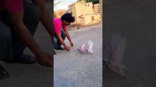 pigeon training  short #shortvideo #shorts #pigeontraining