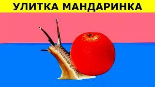 улитка мандаринка туц ту дуц (оригинальная версия)