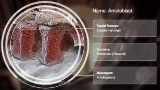Cell-to-Cell Communication – Periodontal Regeneration – Trailer