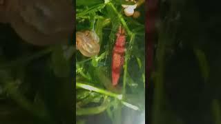 shrimp  