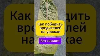 Как победить вредителей на урожае без химии!!! #огород #дача  #вредители #тля #долгоносик #безхимии