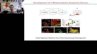 Advancing PD Cell Therapy: Transplanting Cryopreserved iPSC-derived Neurons