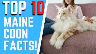 The Maine Coon 101 : TOP 10 FACTS YOU DID NOT KNOW ABOUT THE BREED