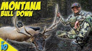 MONTANA ARCHERY BULL DOWN // PLH 3.10