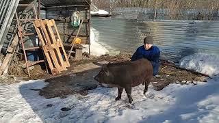 Без цензуры забой свиньи