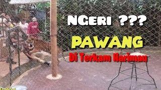 Pertunjukan harimau Sumatra di taman safari indoneasia ll Tiger show ll Mank'ui