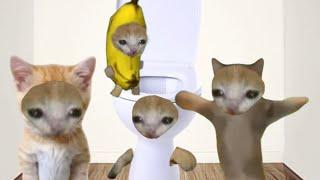 Baby Banana Cat Videos ️ 2 Minutes #52