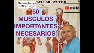 Los 50 MUSCULOS mas IMPORTANTES, Leccion#176