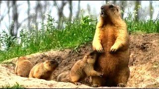 Сурки с малышами (сурок байбак) || Marmots with babies