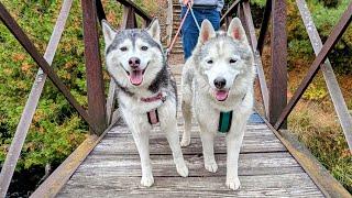 My Husky Crossed This Bridge WITHOUT Needing to be Carried!