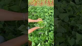 生活不斷在進步。 #我愛種菜 #田園生活 #一份耕耘一份收穫 #garden #我的小菜園