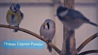Охота за Голосами -  Птицы Сергея Рынды