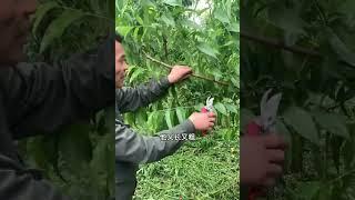 桃树夏季修剪一定要到位，不然就是长柴火