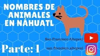 Nombres de animales, en Náhuatl - Mi Altepexi