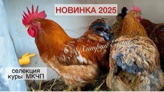 2025 год НОВЫЕ КУРЫ в Украине//Купить инкубационное яйцо племенное хозяйство Хитрук Елена Украина