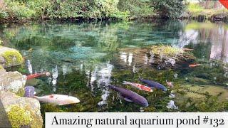 Natural aquarium koi pond(Aso, Kumamoto, Japan)