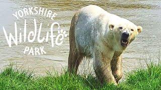 Yorkshire Wildlife Park 2020 Vlog