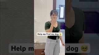 Help me find my dog #dog #funny #pets #funnyanimals #laugh #talkingdog #romeo #ruchi