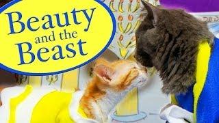 Disney's Beauty and the Beast (Cute Kitten Version)