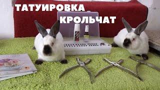 Клеймение и идентификация кроликов