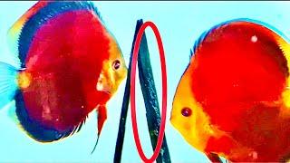 Proven pair or red cover blue rim chen‘s Discus