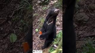 Jelita the sun bear, savors every crunch of her carrot snack!