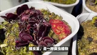 你绝对没见过的奇葩植物大揭秘！这些植物比你想象的还要神奇！