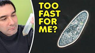 How to Slow Down Microorganisms for Better Microscopy