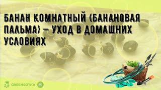 Банан комнатный (банановая пальма) — уход в домашних условиях