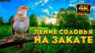 Пение Соловья На Закате, Успокоит Нервную Систему И Погрузит Вас В Глубокий Сон. Звуки Природы. (#1)