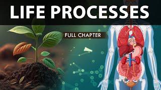 Life Processes Class 10 full Chapter (Fully Animated) | Class 10 Science Chapter 6 | CBSE | NCERT