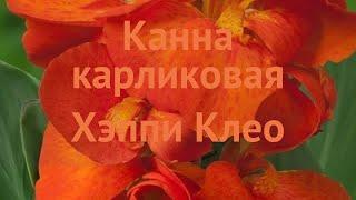 Канна карликовая Хэппи Клео (kheppi kleo kheppi kleo)  обзор: как сажать, луковицы канну Хэппи Клео