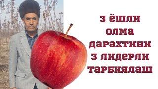 3 ёшли олма дарахтига 3 лидерли шакл бериш