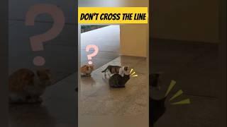 rules are rulesdont cross the line #cat #catfunny #funny #youtubeshorts