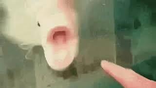 POG fish